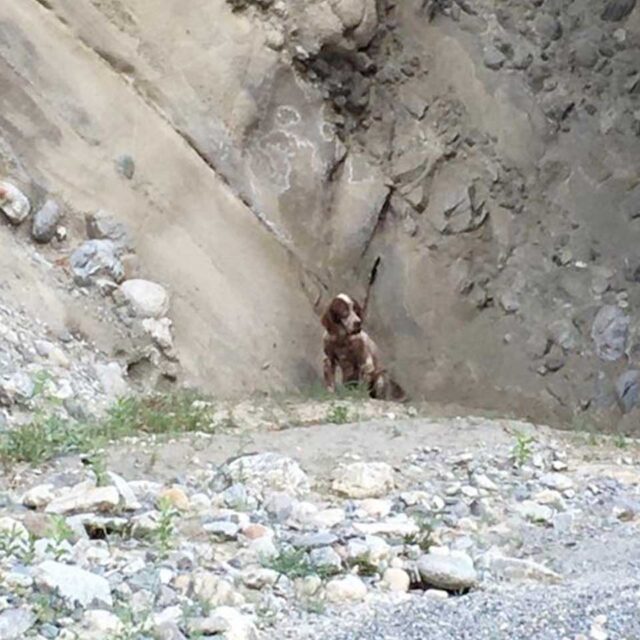adozione-setter