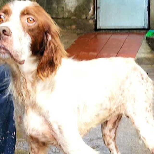 setter-abbandonati-da-adottare