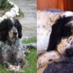 rescue-setter-inglese