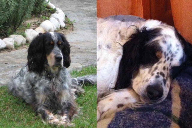 rescue-setter-inglese