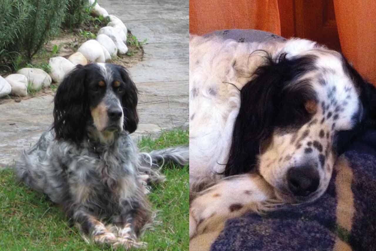 rescue-setter-inglese
