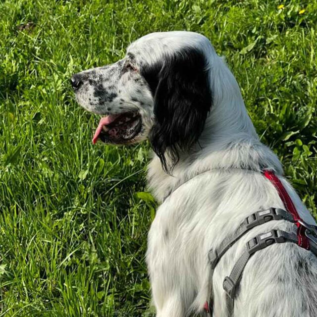adozione-cani-da-caccia