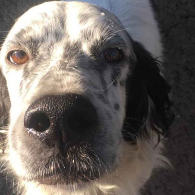 adozione-cani-da-caccia