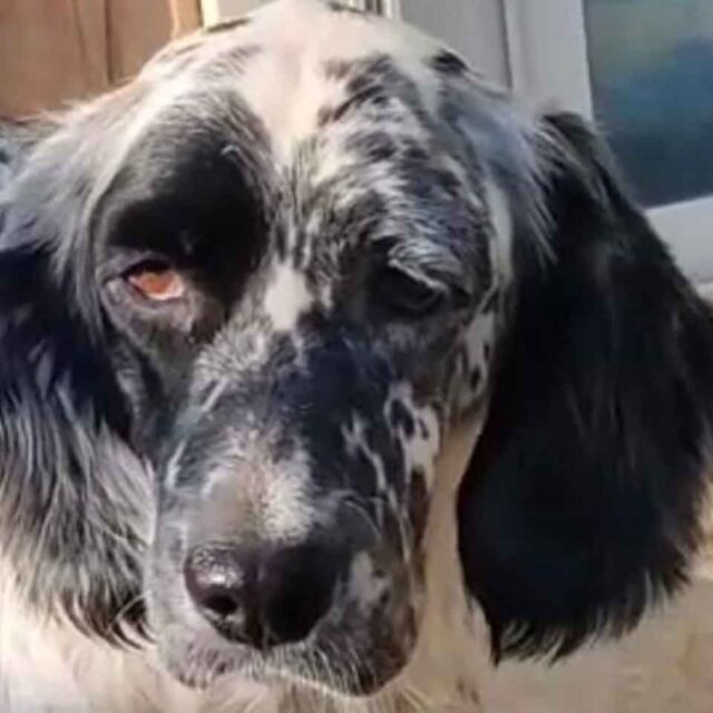 come-adottare-un-cane