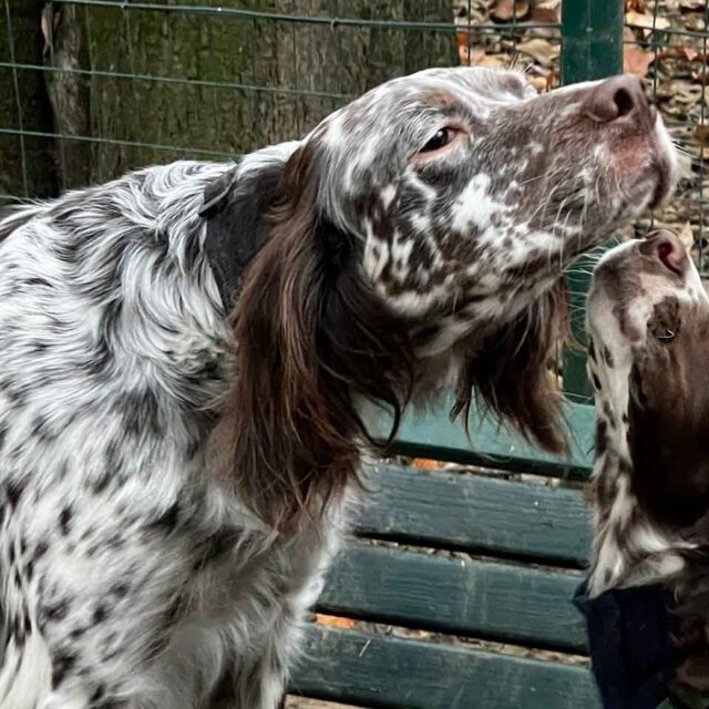 cuccioli-di-setter-da-adottare