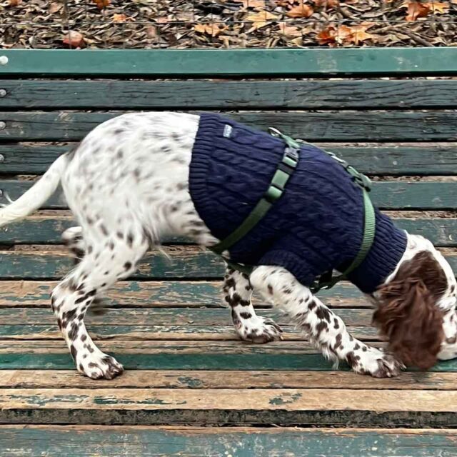 cucciolo-setter-inglese-adozione