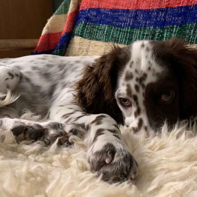 cucciolo-setter-inglese-in-adozione