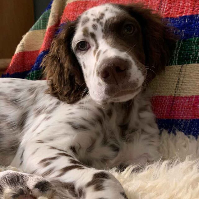 cucciolo-setter-inglese-in-adozione