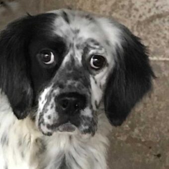 setter-in-difficolta-adozione
