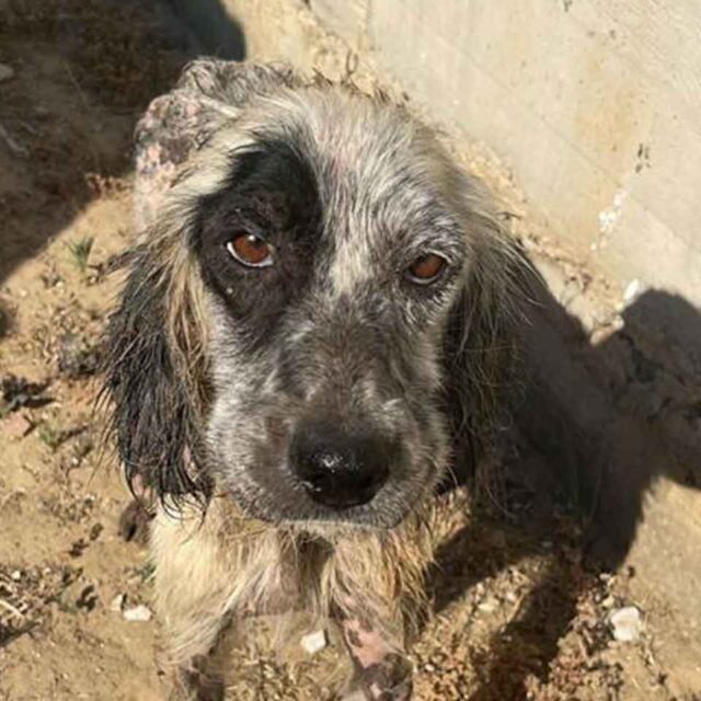 setter-inglese-abbandonato-da-adottare