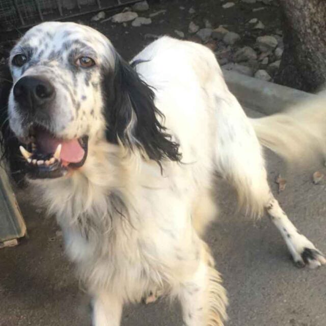 setter-inglese-cerca-casa