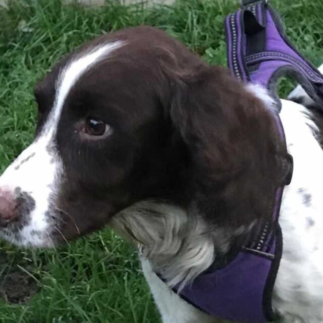 springer-spaniel-dal-adottare