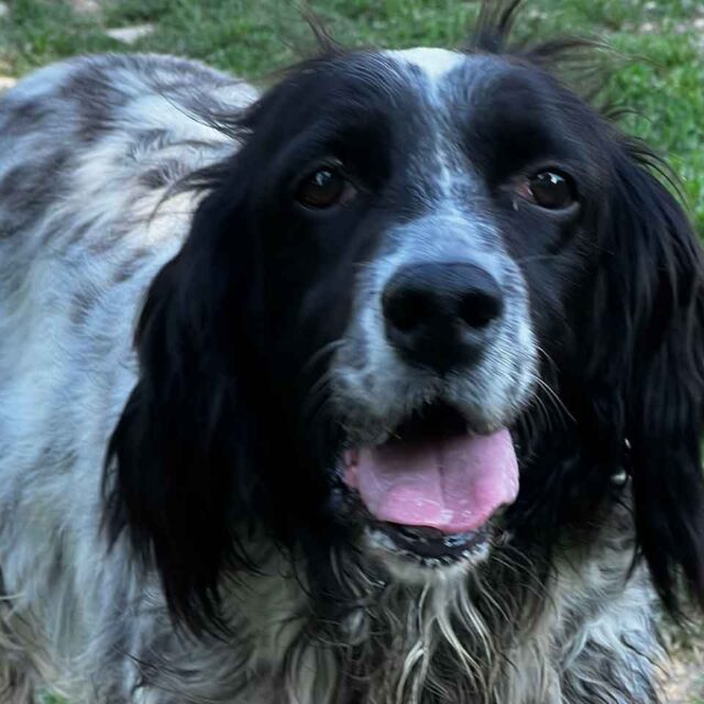 adozione-cani-da-caccia-in-punta-di-naso