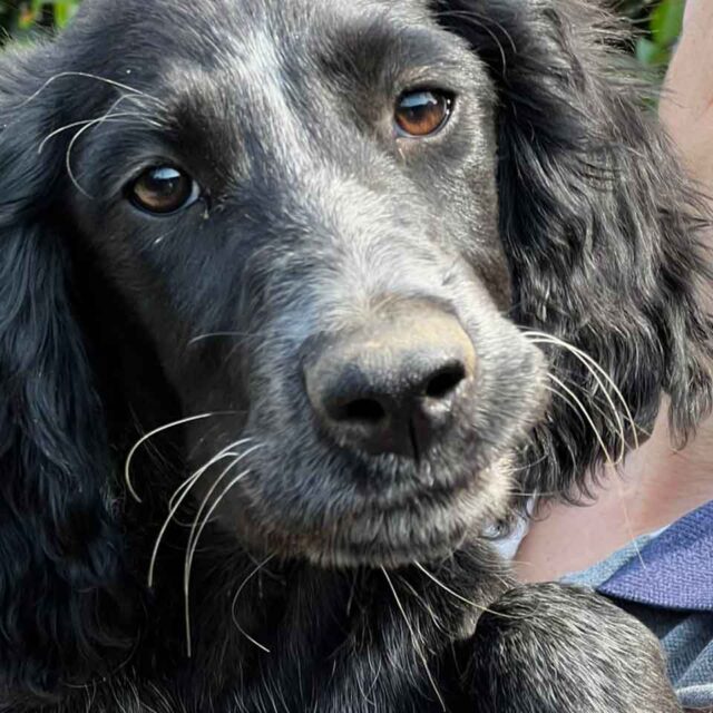adozioni-cuccioli-setter-in-punta-di-naso