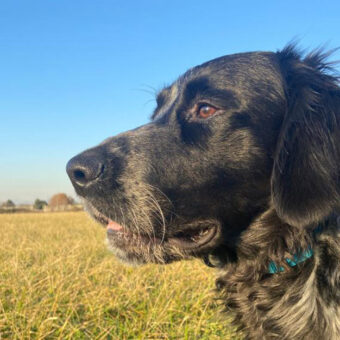 setter-drahthaar-cucciolo-cerca-casa