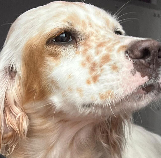 adozione-cuccioli-english-setter-lombardia