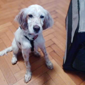 adozione-cucciolo-setter-bianco-arancio
