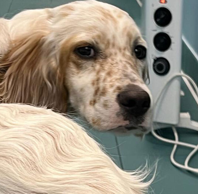 cuccioli-setter-inglese-adozione-lombardia