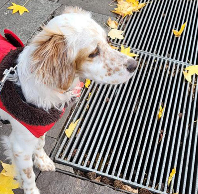 english-setter-cucciolo-da-adottare