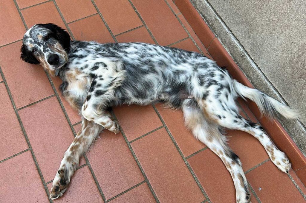 adozione cani ex caccia