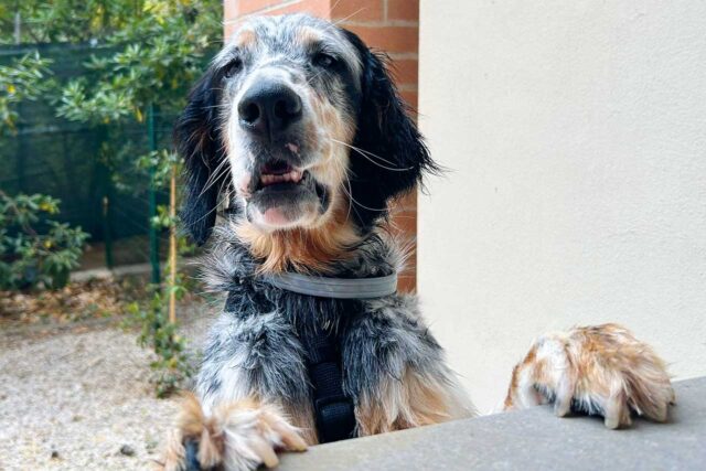 cani da caccia in adozione in Lombardia