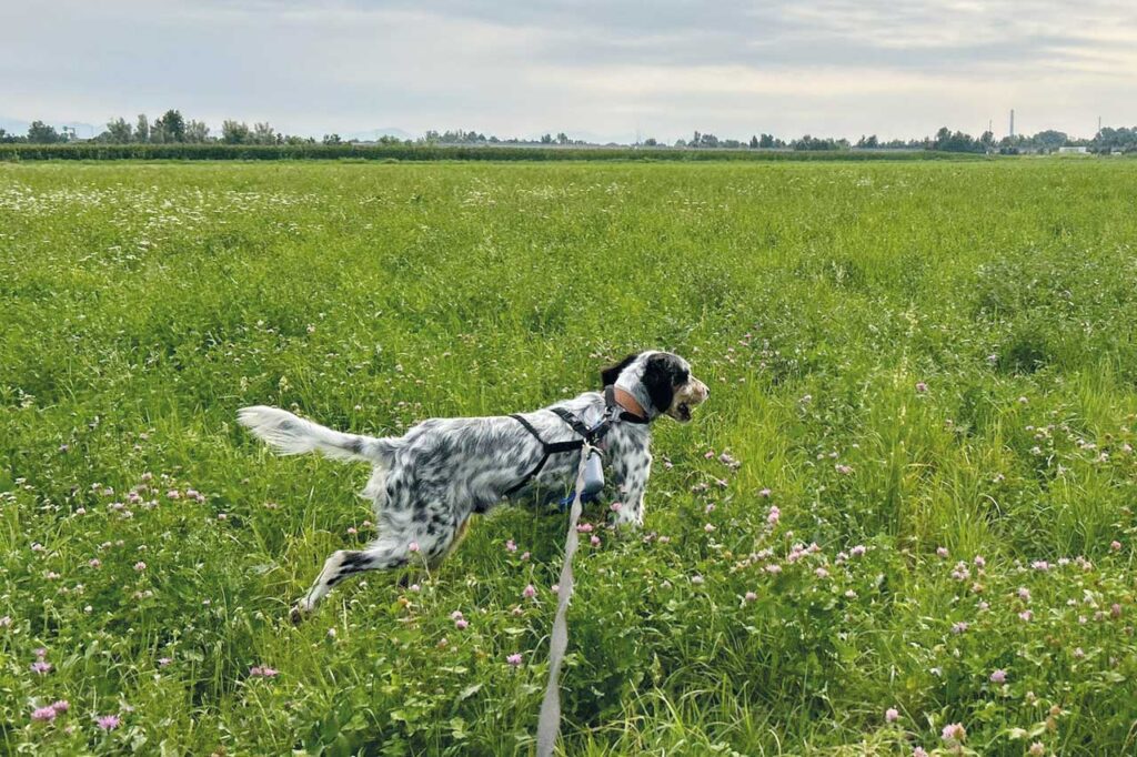 adozioni setter in lombardia