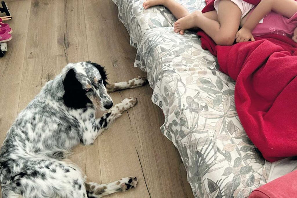 cani da caccia abbandonati