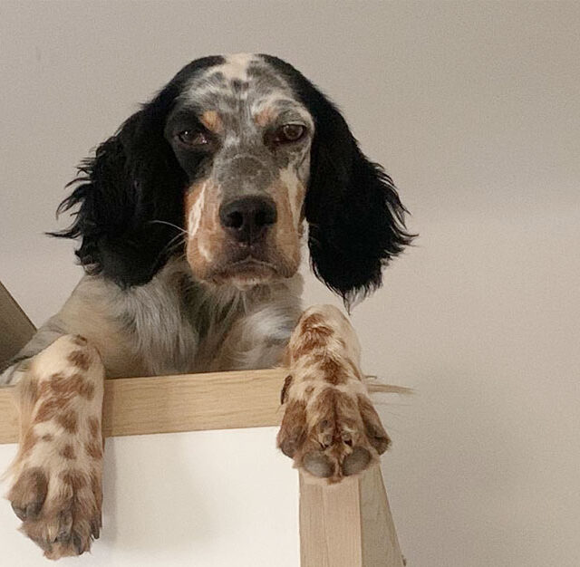 cucciolo-setter-inglese-da-adottare
