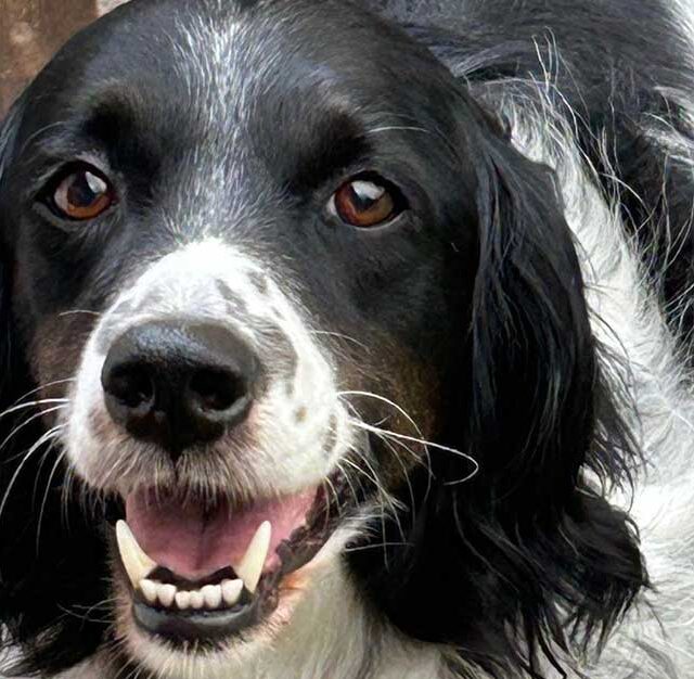 cerca-casa-cane-in-lombardia