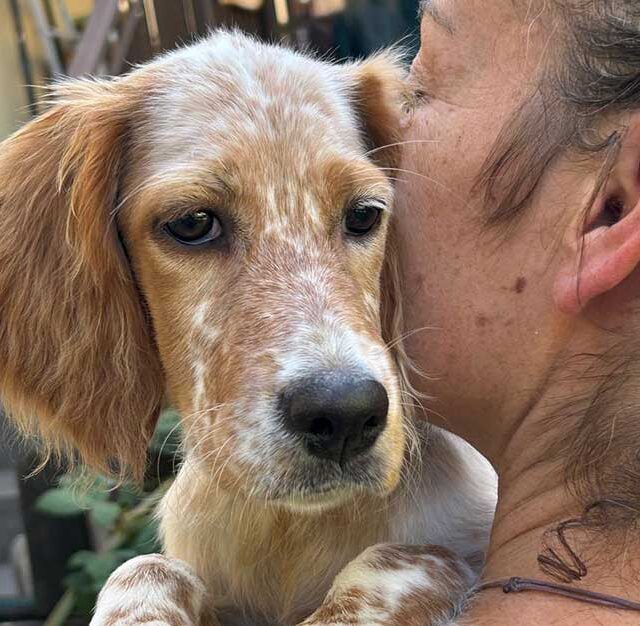 cucciola-di-setter-inglese-da-adottare-lombardia