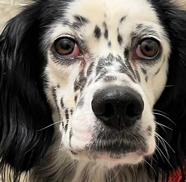 cani-da-caccia-in-adozione-in-punta-di-naso