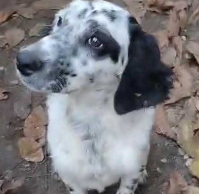 cucciolo-di-setter-inglese-da-adottare-in-punta-di-naso