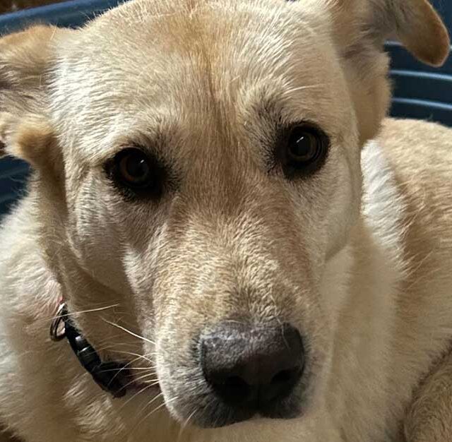 adozione-cani-abbandonati